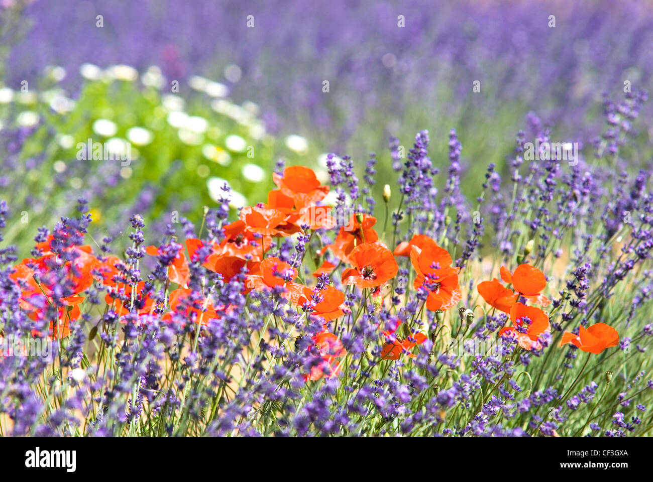 Poppies and daisies growing wild amongst a field of lavender, Provence