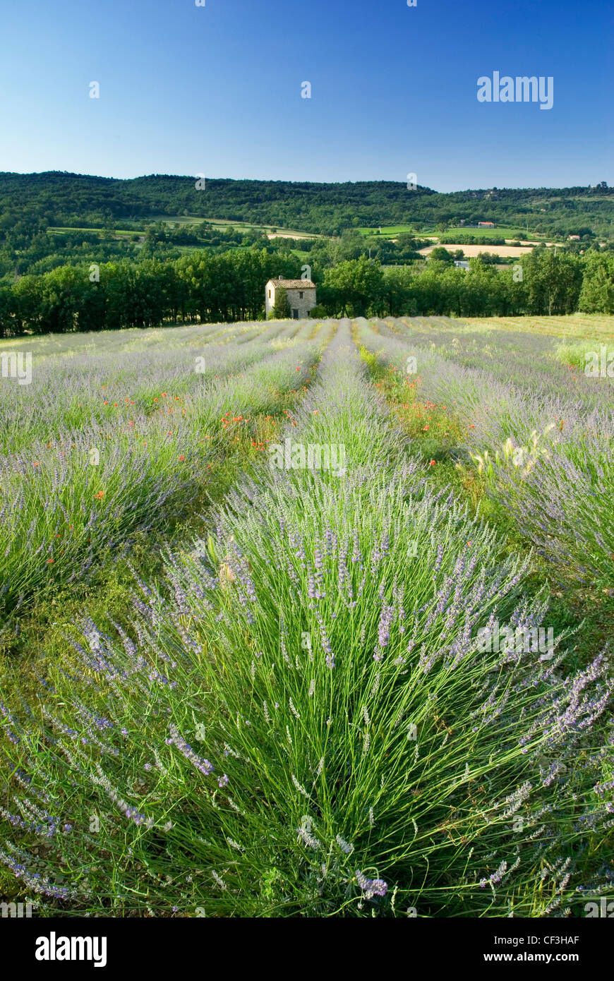 Lavender and a traditional barn in a field beneath blue sky near Apt, the Luberon, Provence, France Stock Photo