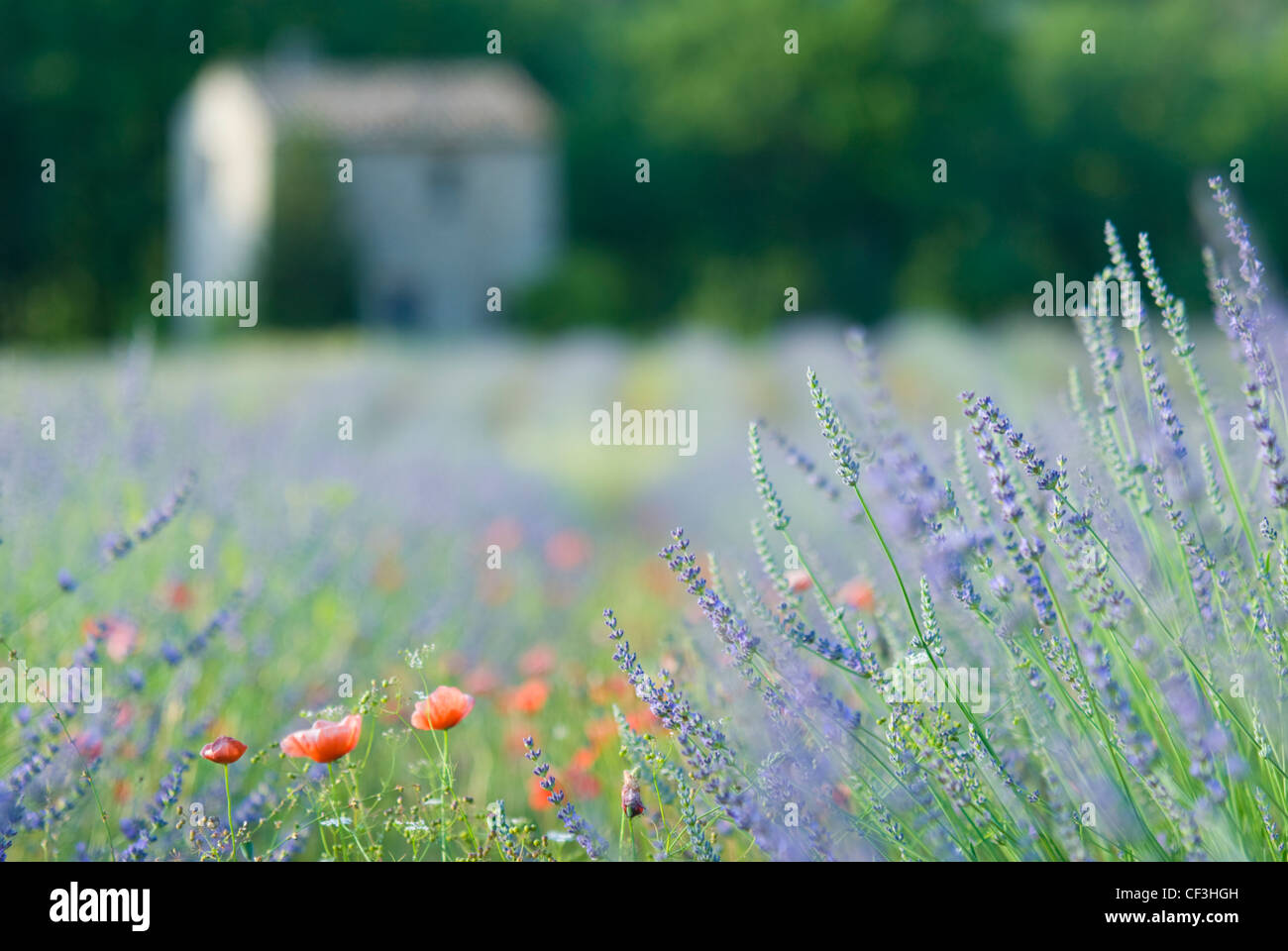 Poppies field in luberon france hi-res stock photography and images - Alamy