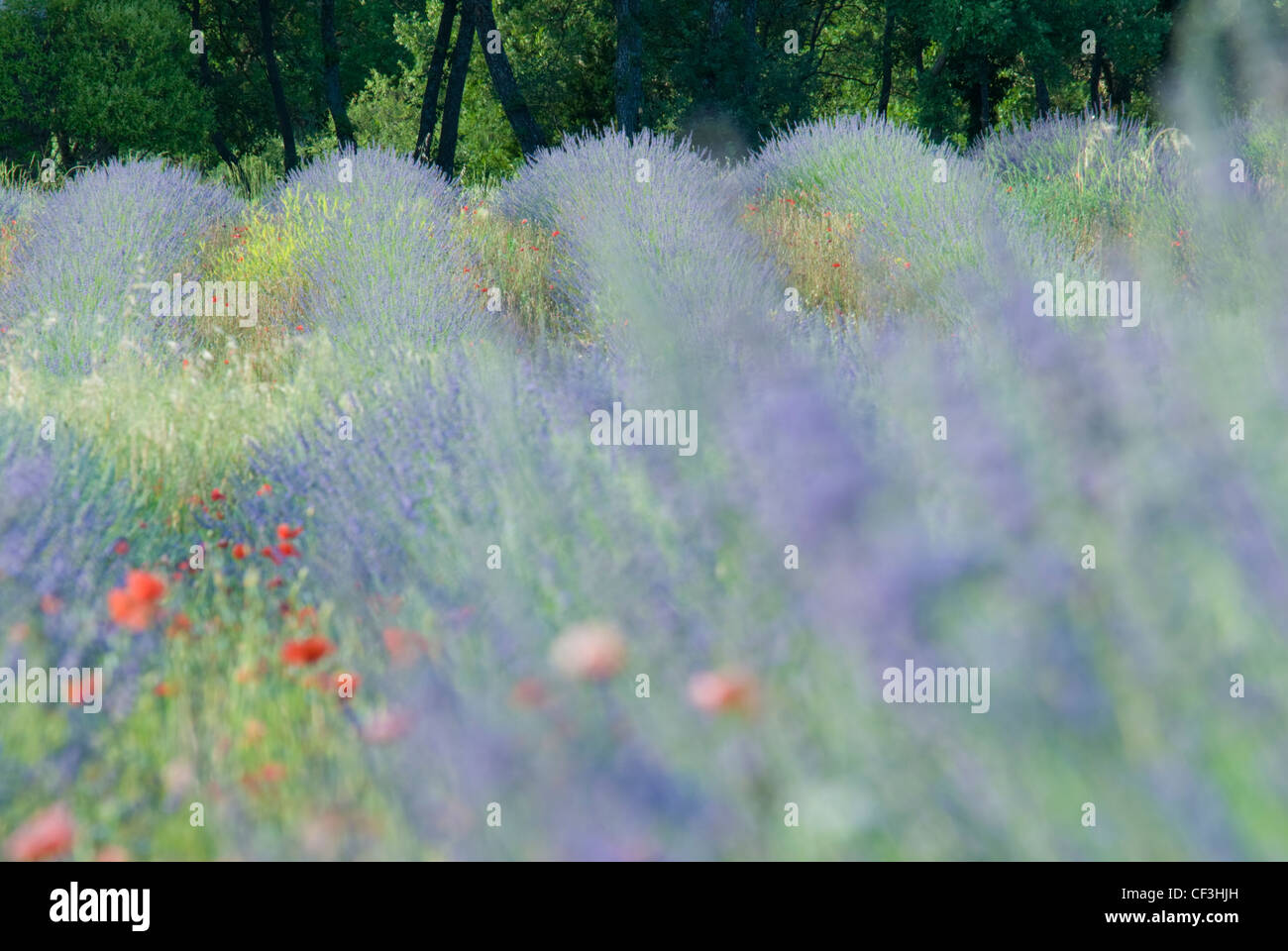 Poppies field in luberon france hi-res stock photography and images - Alamy