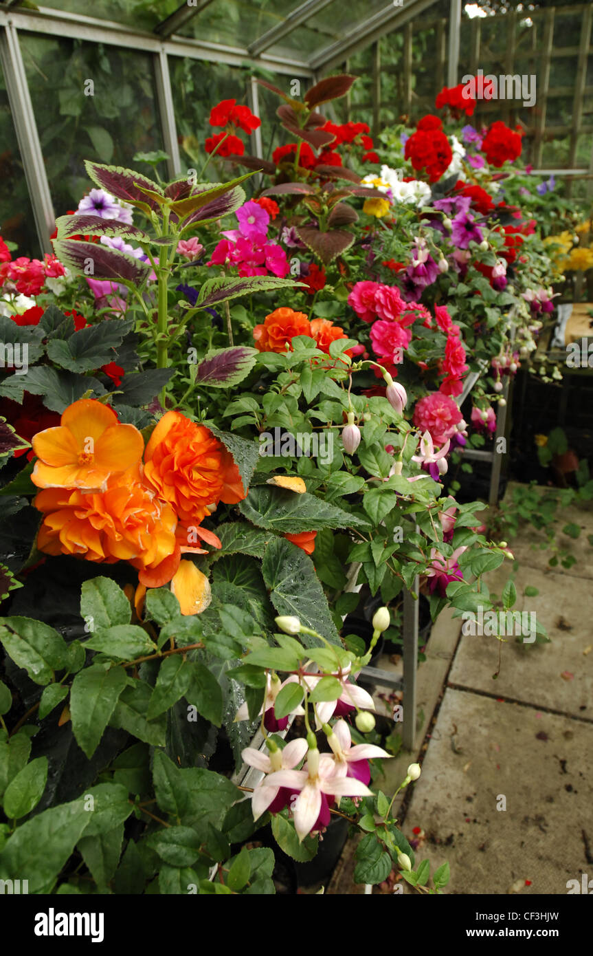 All Seasons Garden Detail image of red Geraniums, orange Begonia, Fuchsia and Coleus plant inside the green house Stock Photo