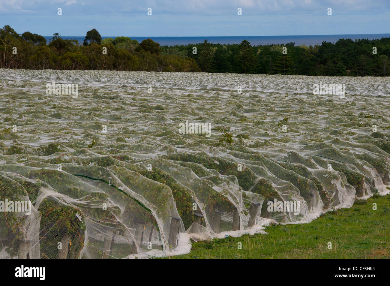 Grape vines covered by protective bird netting on the Fleurieu