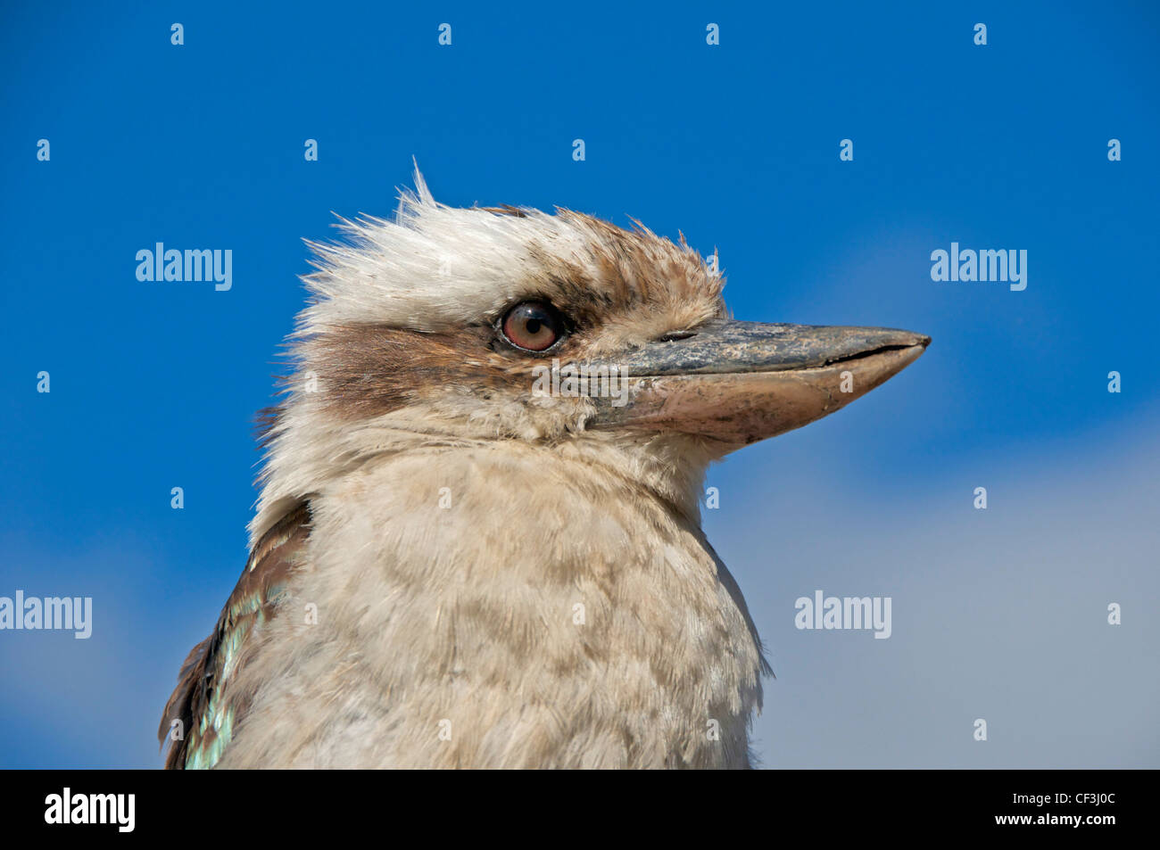 Laughing kookaburra (Dacela novaeguineae) Stock Photo
