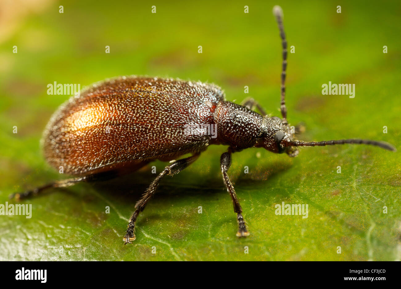 beetle on leaf Stock Photo