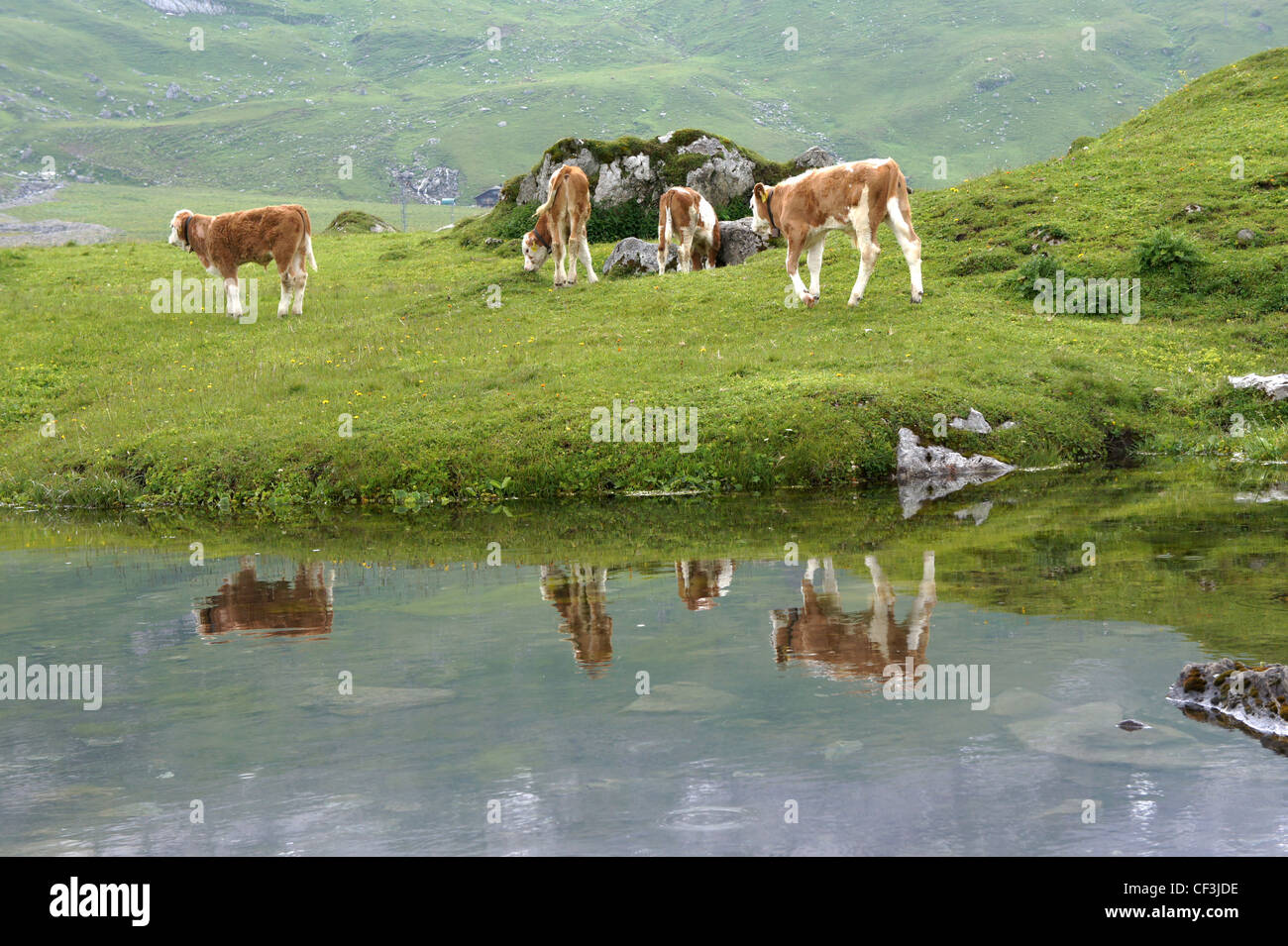 Cattle grazing on alpine pasture, Engstligenalp, Bernese Alps, Switzerland Stock Photo