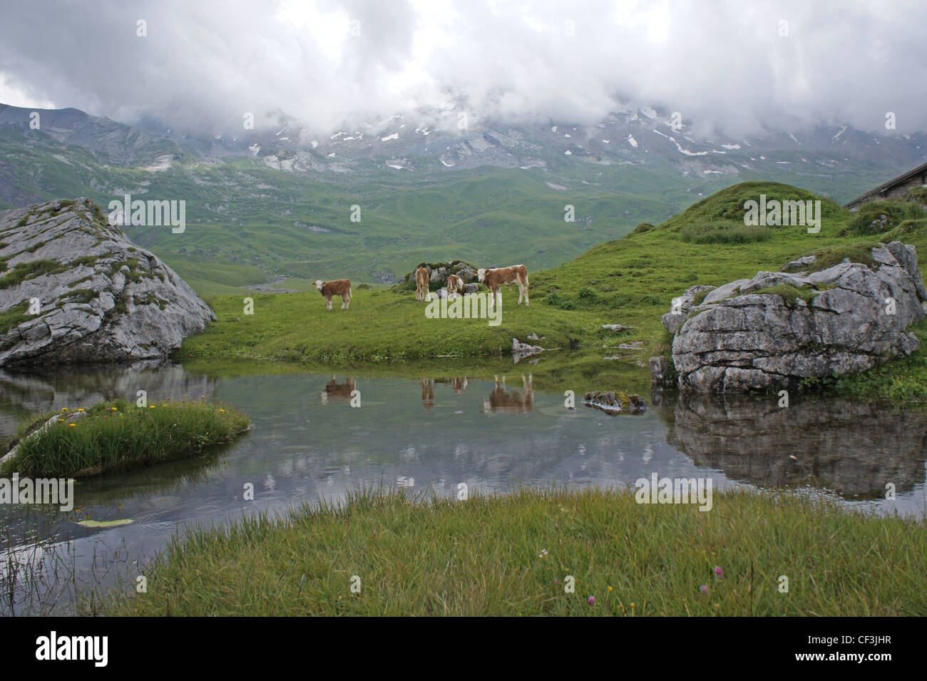 Cattle grazing on alpine pasture, Engstligenalp, Bernese alps, Switzerland Stock Photo