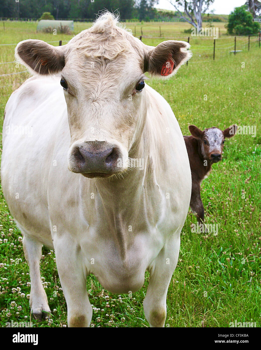 cow and calf Stock Photo - Alamy