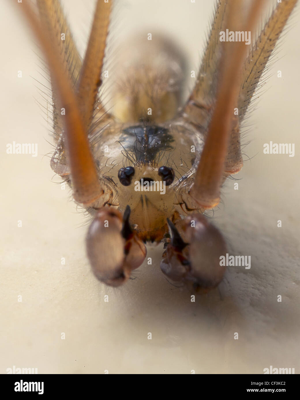 daddy long legs up close Stock Photo