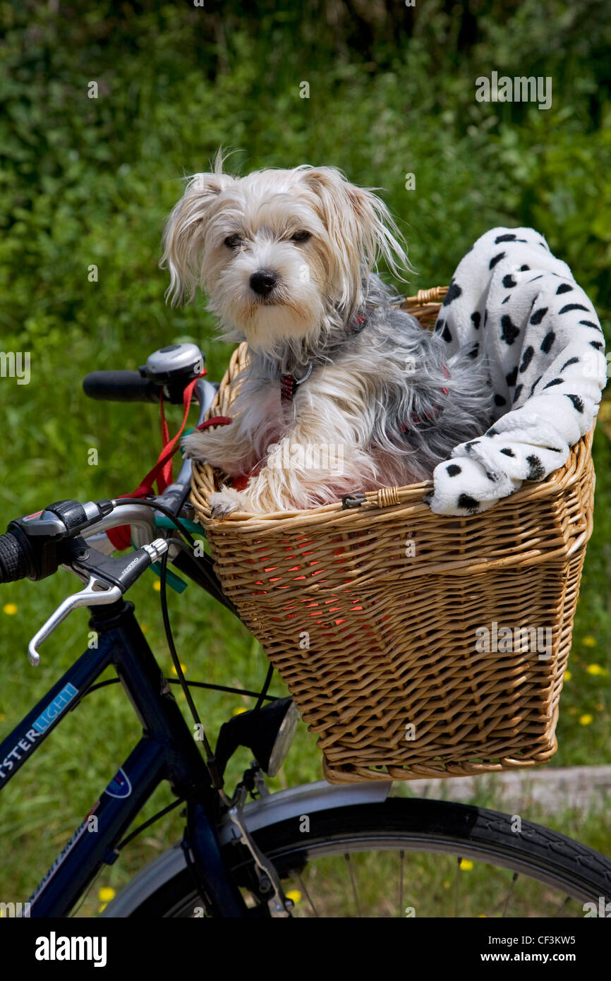 Yorkshire terrier / Yorkie (Canis lupus familiaris) going for a ride in basket on bicycle Stock Photo