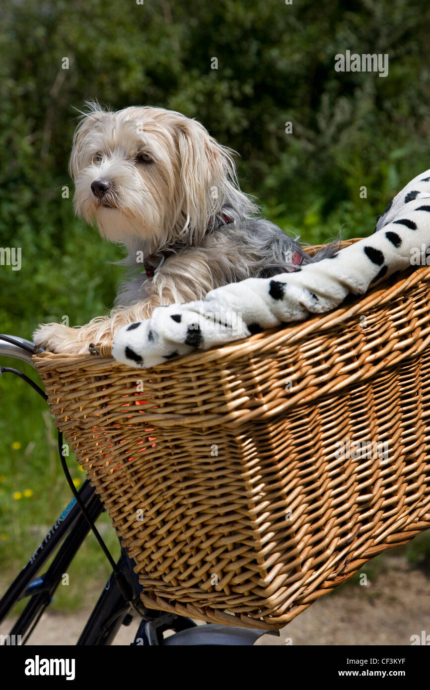 Yorkshire terrier / Yorkie (Canis lupus familiaris) going for a ride in