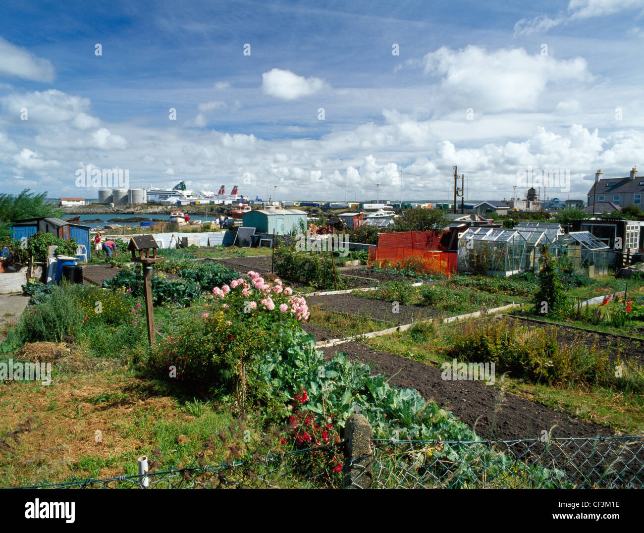 Allotments on Prince of Wales Road with Salt Island and the harbour beyond. Stock Photo