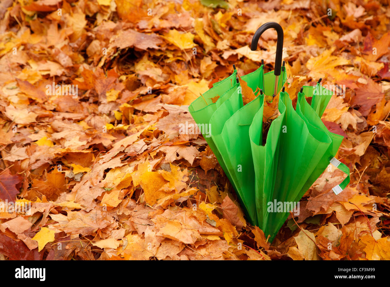 Combined green umbrella in autumn park lies on layer of the yellow fallen down maple leaves. Stock Photo