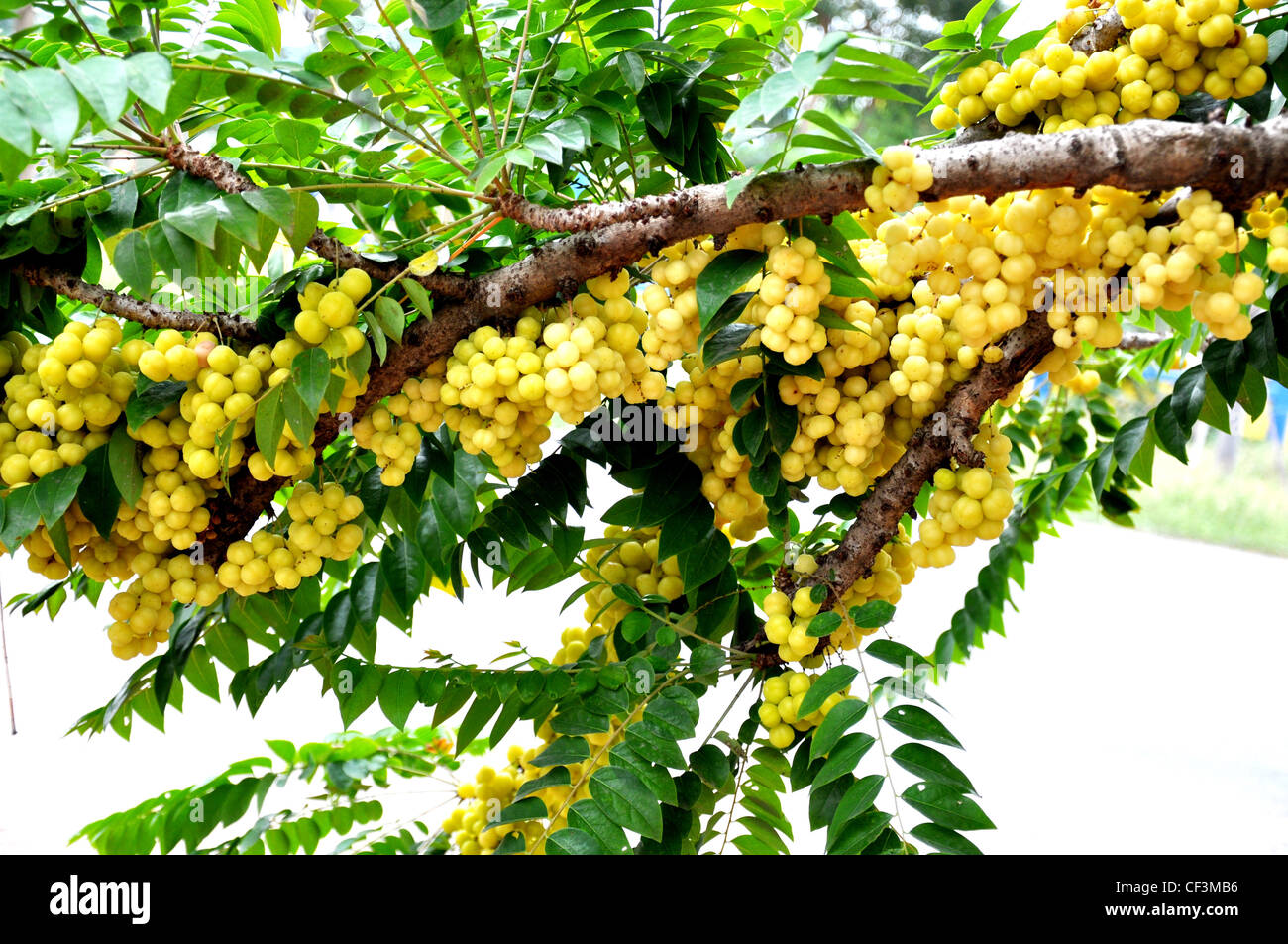 Star gooseberry or otaheite gooseberry the local plant in thailand Stock Photo