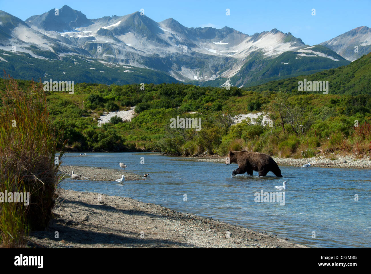 Brown bear fishing in Kinak River, Kinak Bay, Katmai NP. Alaska Stock Photo