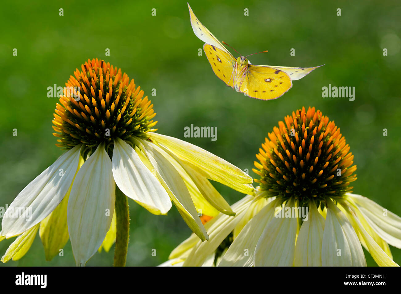 Pale Clouded Yellow (Colias hyale) flying on coneflower Stock Photo