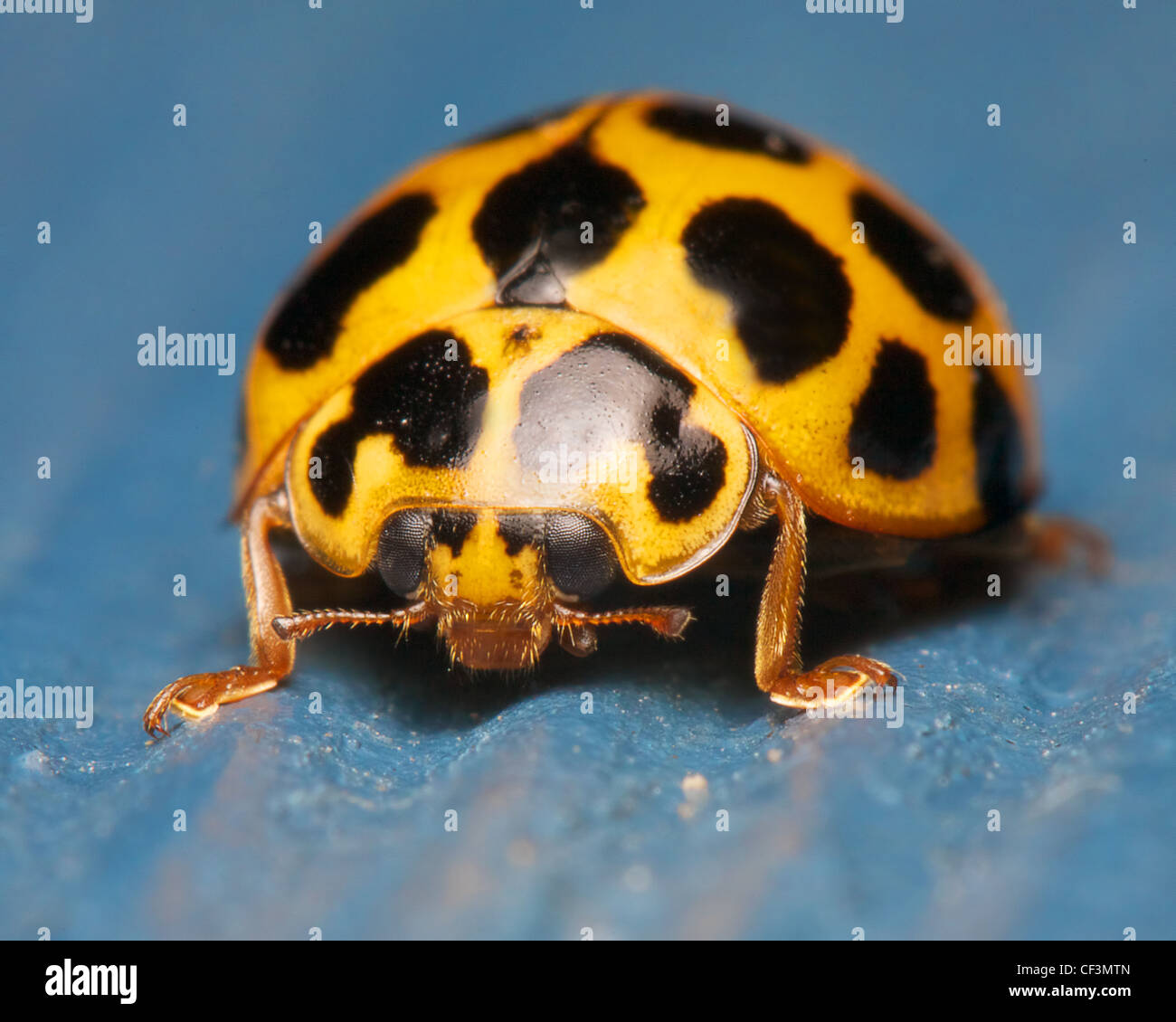 closeup of ladybug on blue Stock Photo