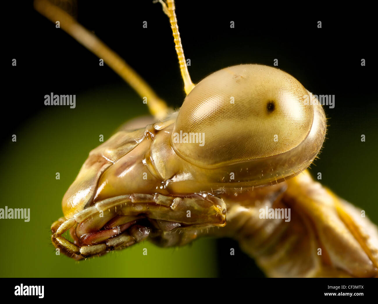 praying mantis portrait Stock Photo