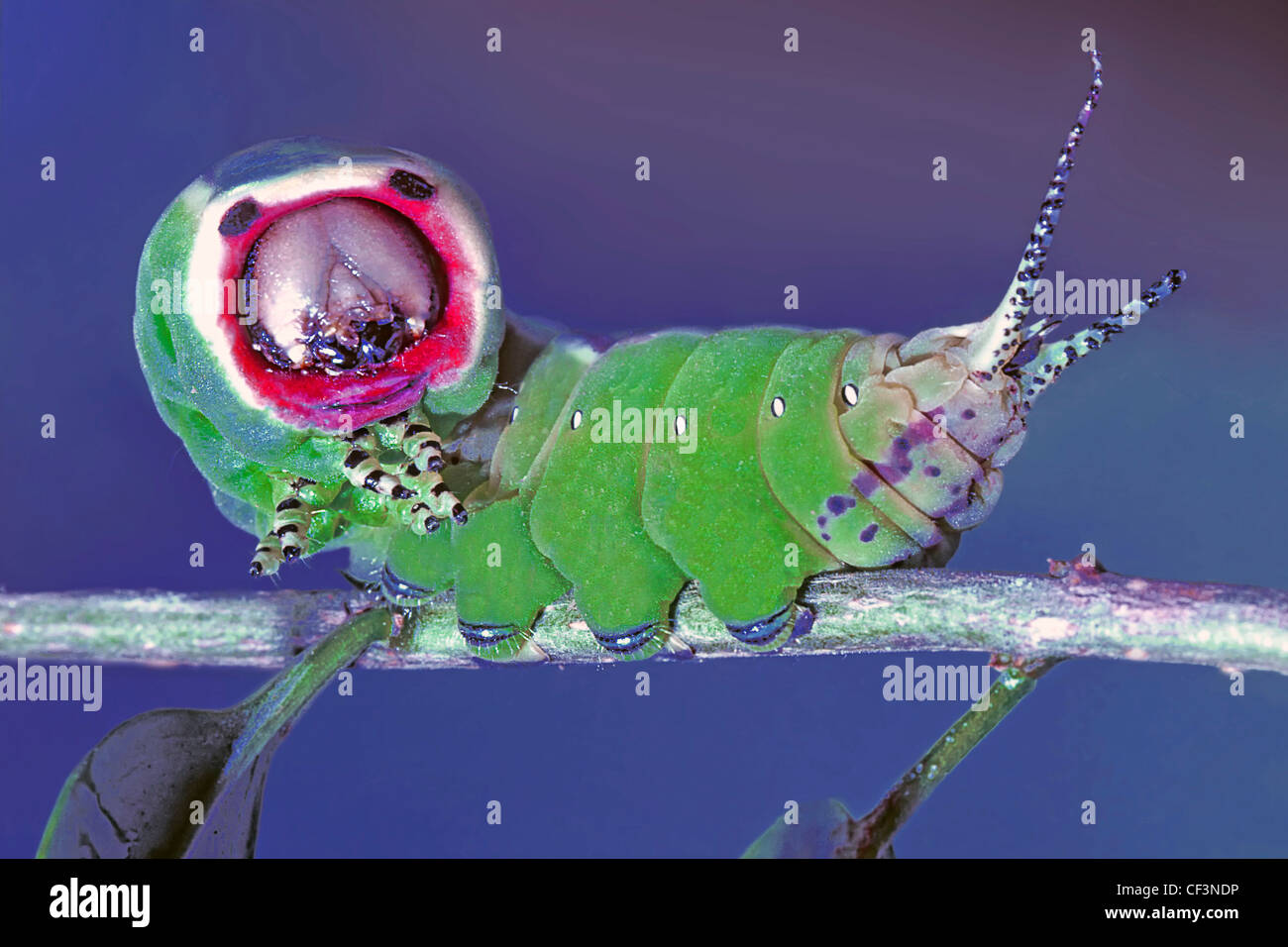 Caterpillar of a butterfly Stock Photo Alamy