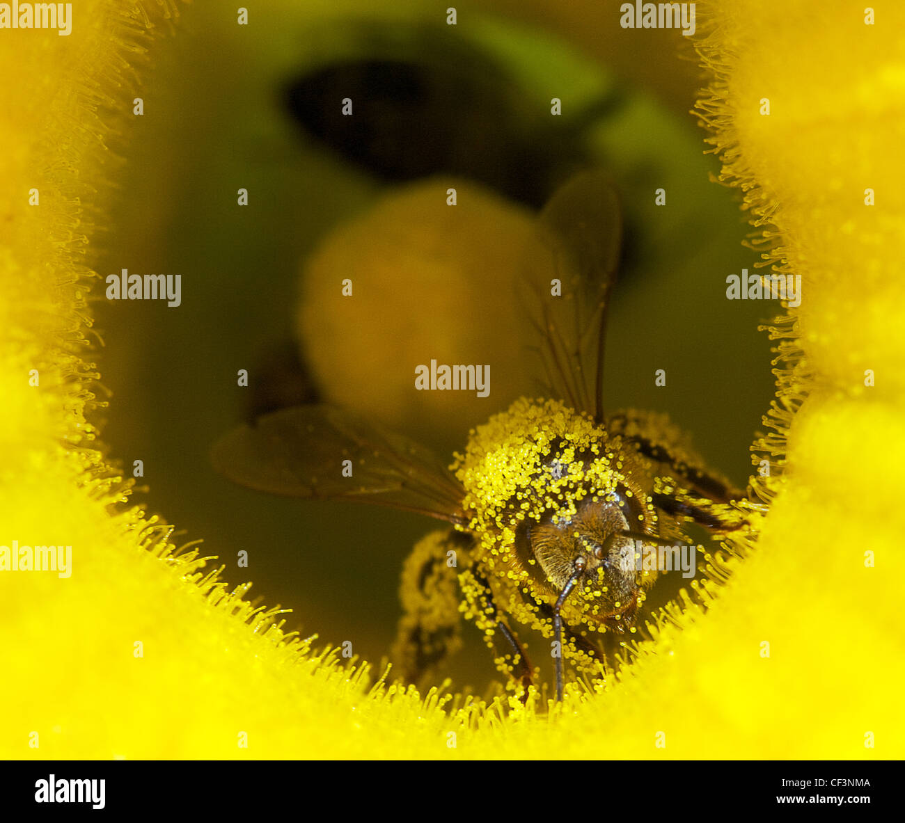 pollen bee Stock Photo