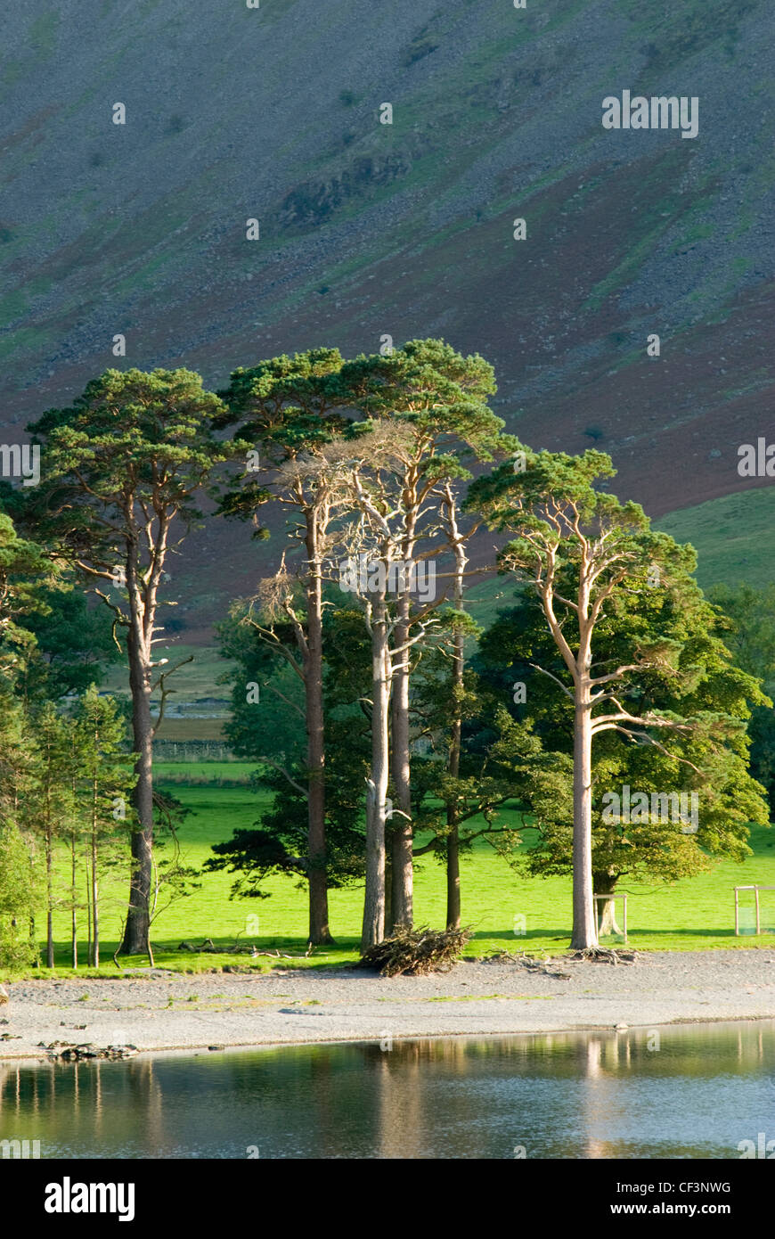 Early evening sunlight catches the trees lining the shore at Buttermere in the Lake District. Stock Photo