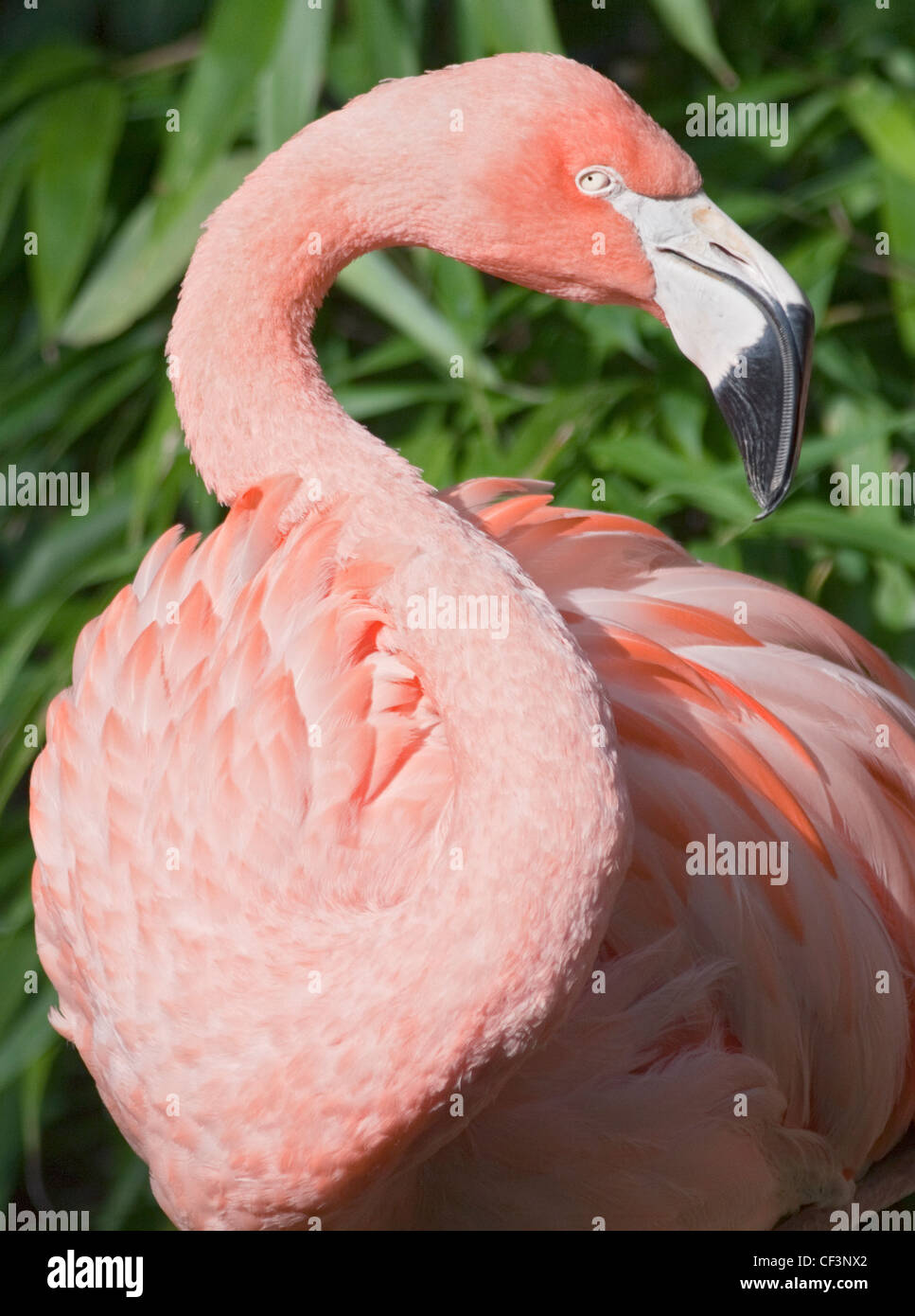 Chilean Flamingo (phoenicopterus chilensis) Stock Photo