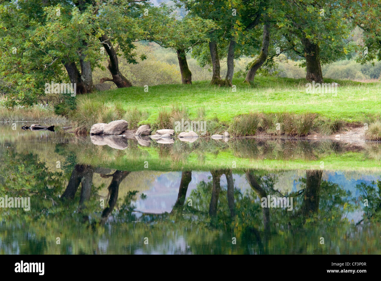 Trees reflected in the still surface of Elter Water in the Lake District. Stock Photo