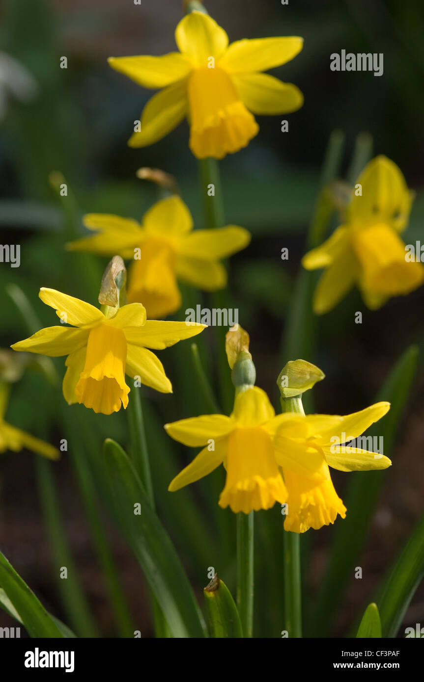 Yellow daffodils growing in a garden Stock Photo Alamy