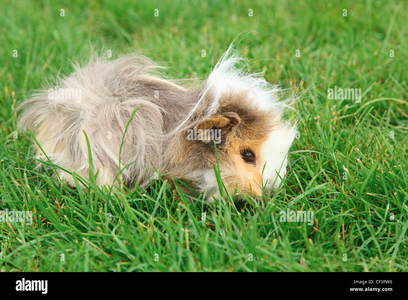 Guinea pig on grass Stock Photo - Alamy - Grass Easy Snake Guinea Pig Plasma