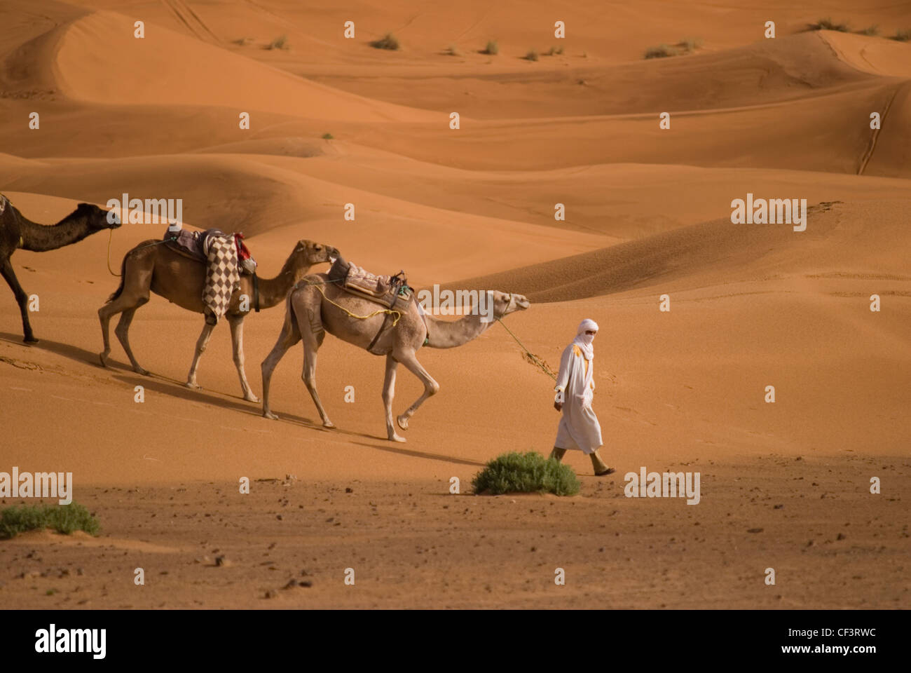 A man in traditional Berber dress leads a camel train through the dunes of the Erg Chebi desert near Merzouga. Stock Photo