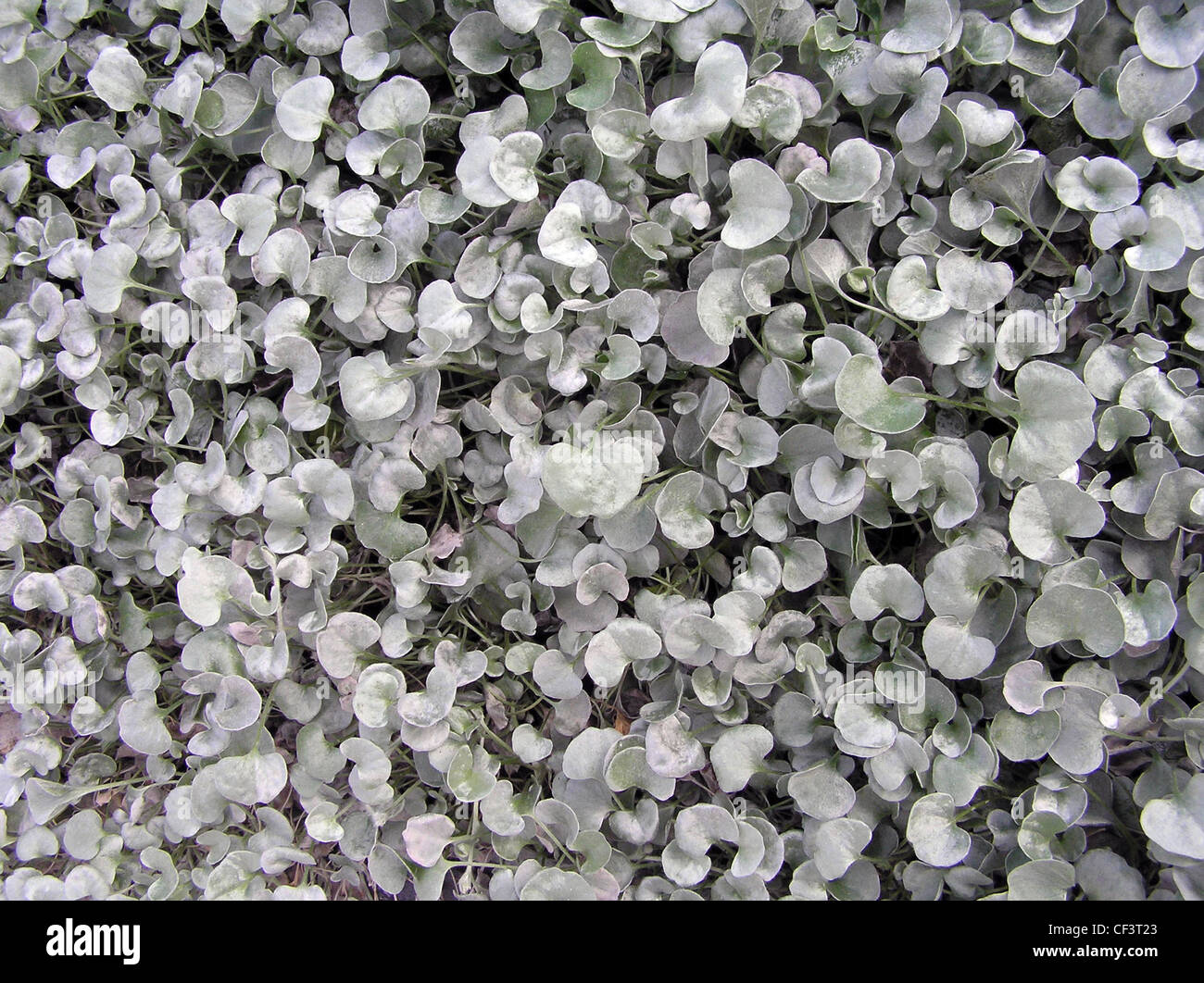 Dichondra argentea 'Silver Falls' Stock Photo