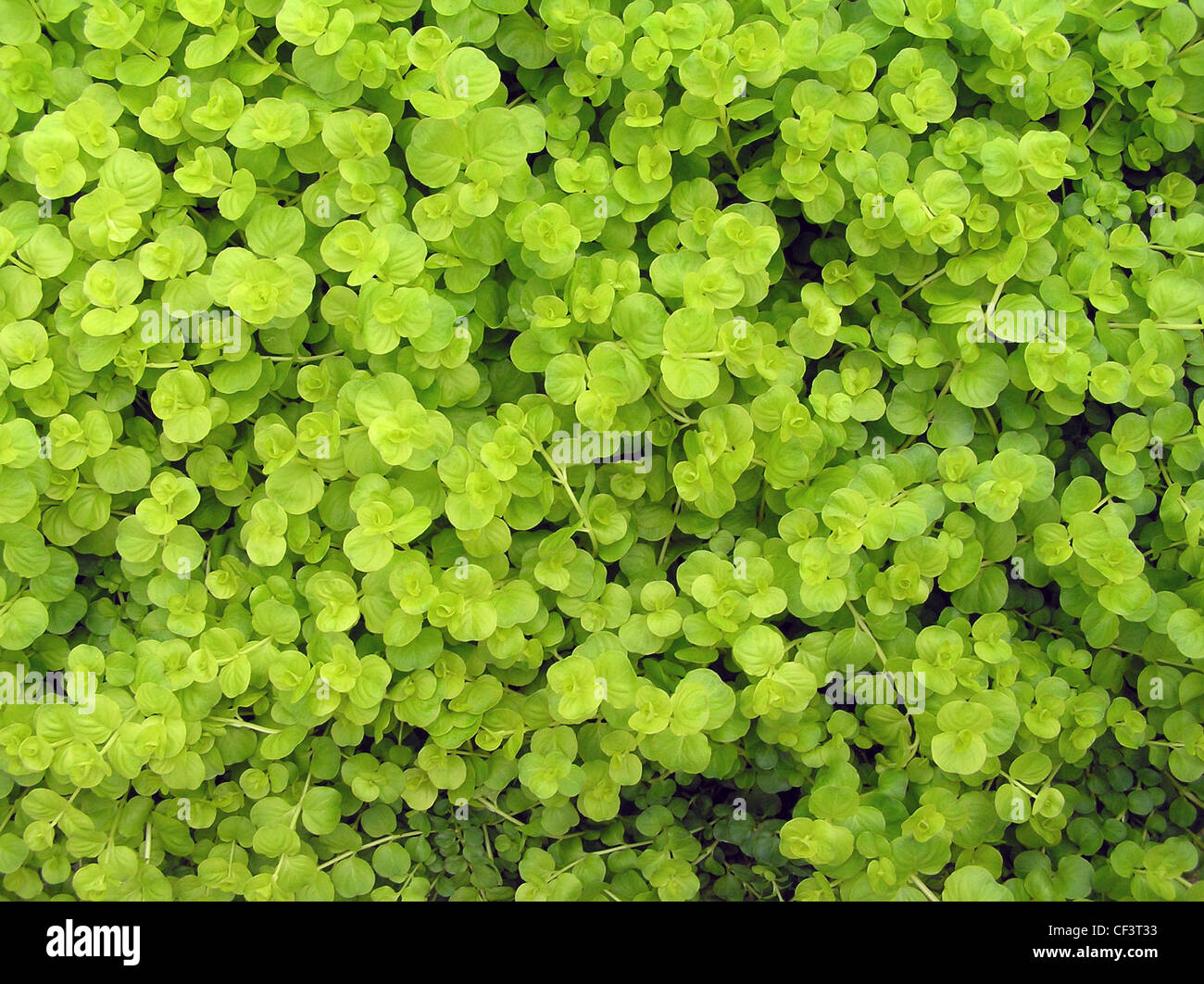 Moneywort,  Lysimachia nummularia 'Goldilocks' Stock Photo