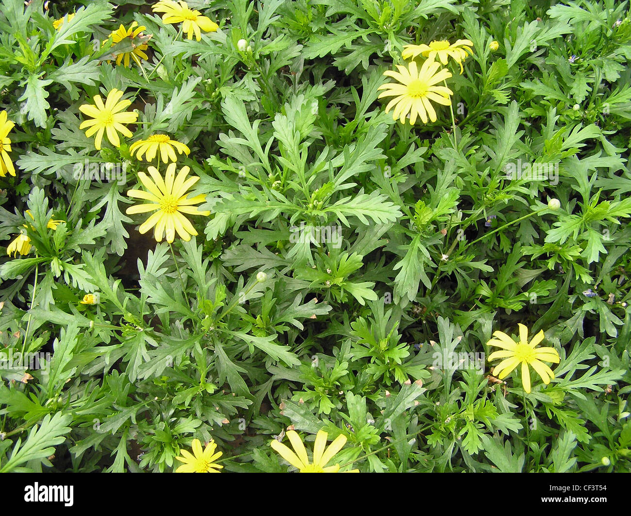 African Yellow Daisy, Euryops chrysanthemoides 'Sonnenschein' Stock Photo