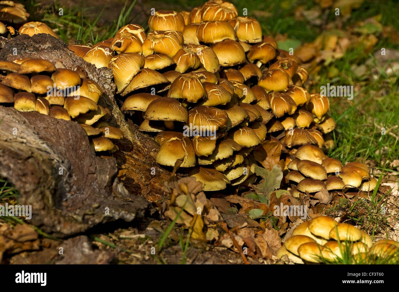 Fungi growing on an old tree stump North Yorkshire Stock Photo Alamy