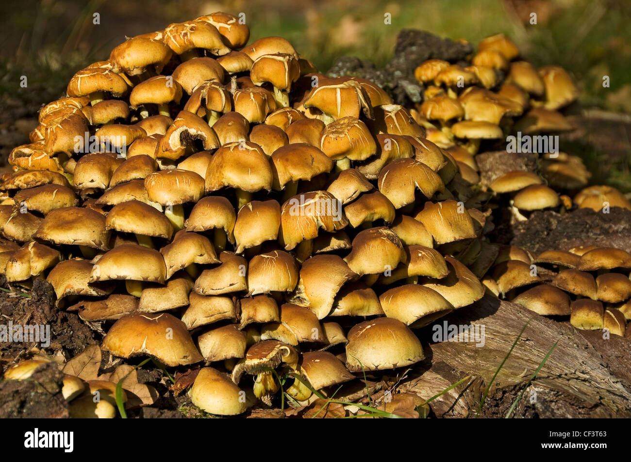 Fungi growing on an old tree stump North Yorkshire Stock Photo Alamy