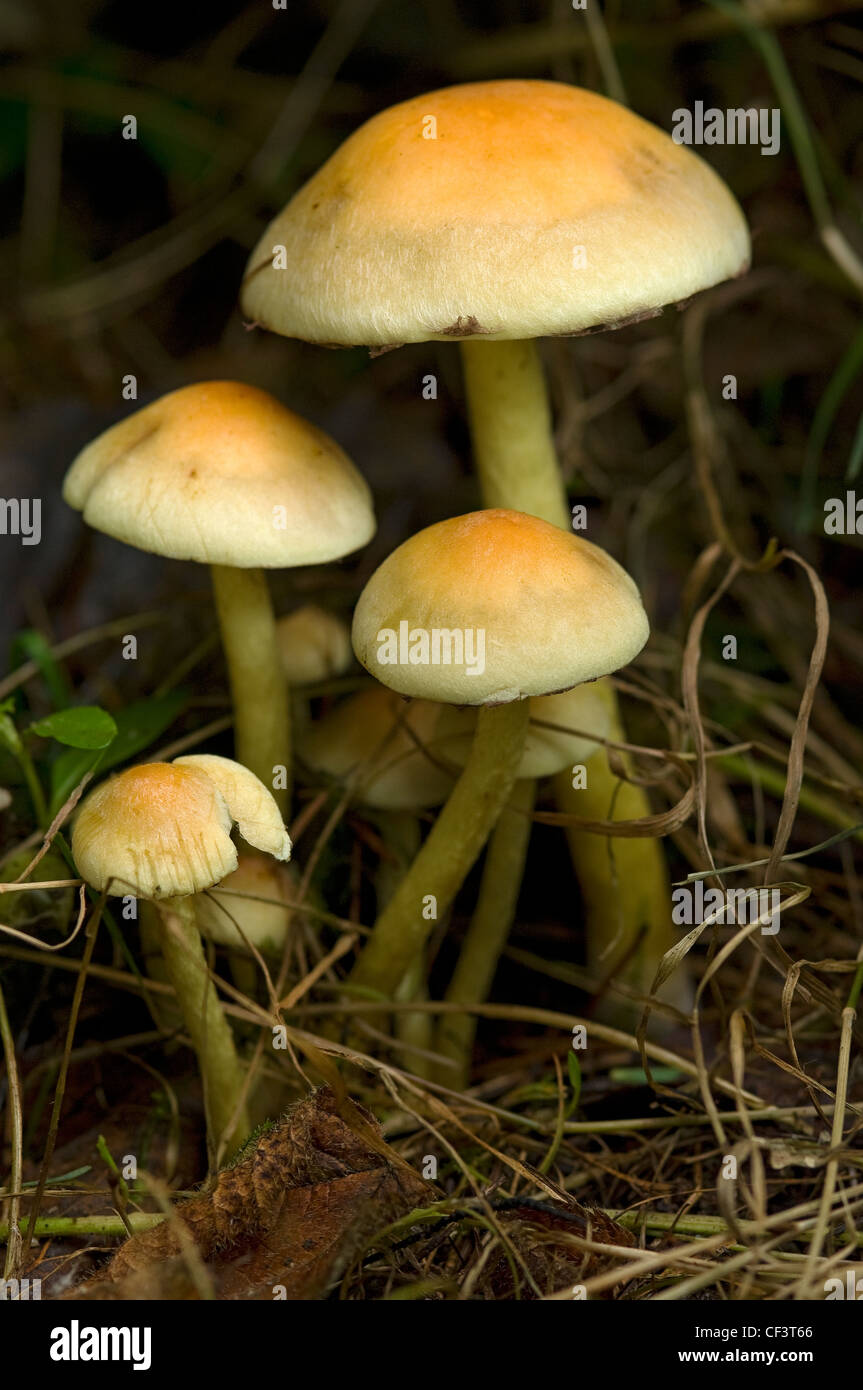 A close-up of fungi growing in woodland Stock Photo - Alamy