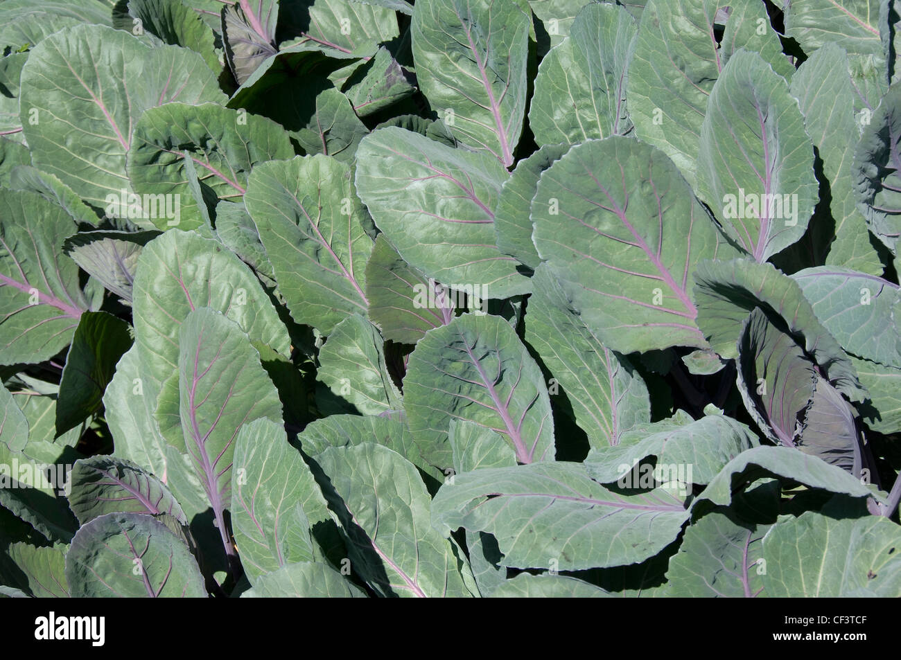Cabbage brassica growing in a vegetable garden Stock Photo Alamy