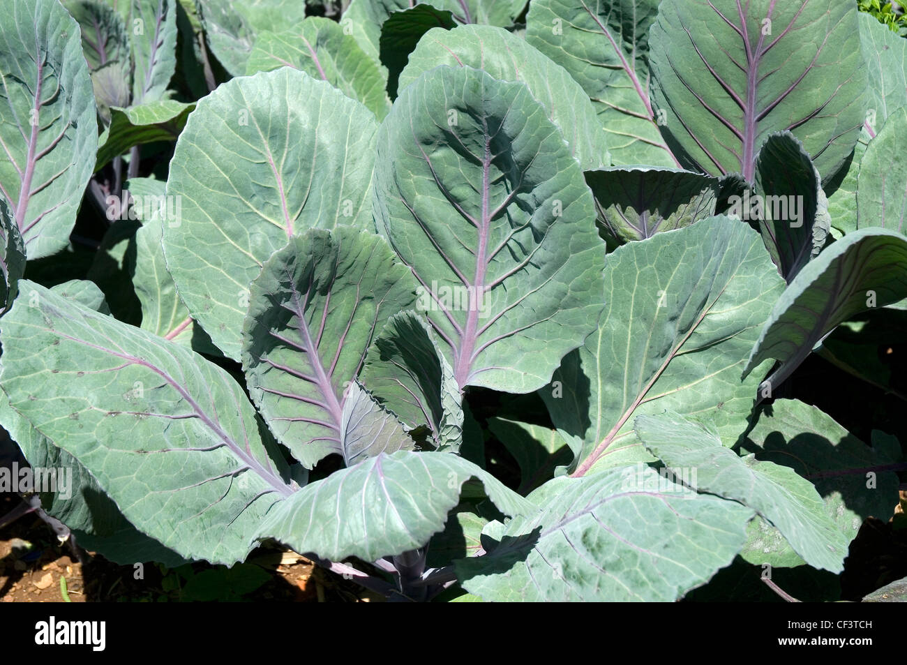 Purple veined cabbage brassica leaves in a vegetable garden Stock Photo