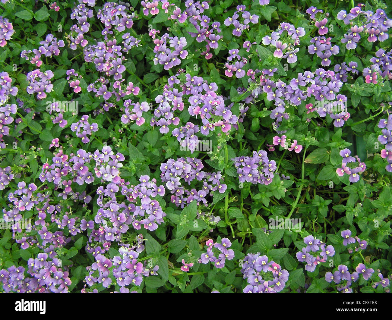 Nemesia fruticans Stock Photo Alamy
