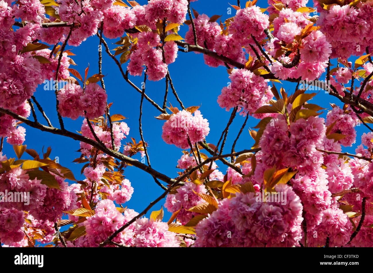 Pink cherry blossom against a blue sky Stock Photo - Alamy