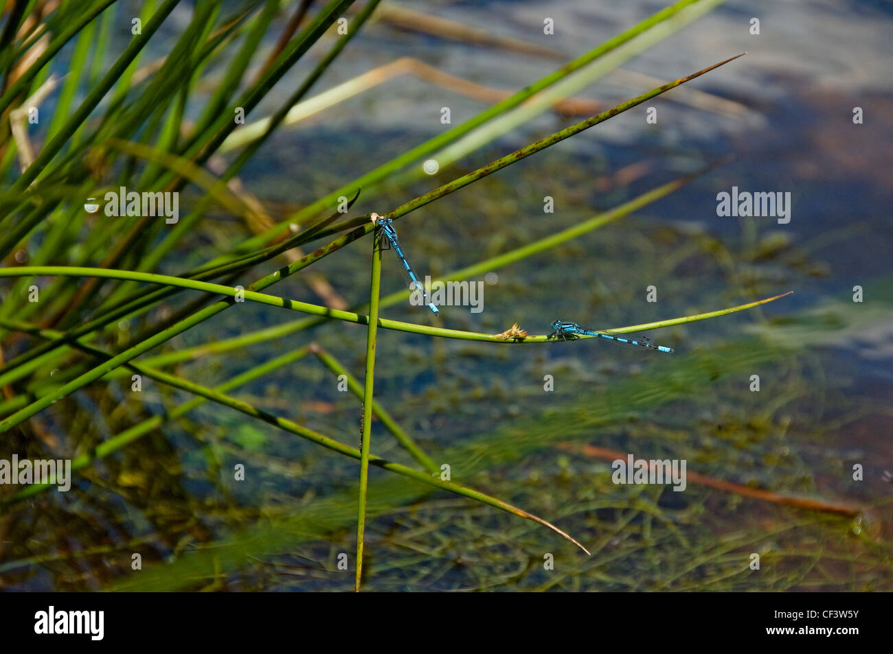 Two Damsel flies clinging to grass stalks near a lake. Stock Photo