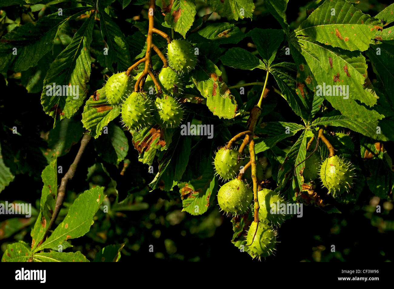 Conkers growing on a Horse Chestnut tree (aesculus hippocastanum Stock