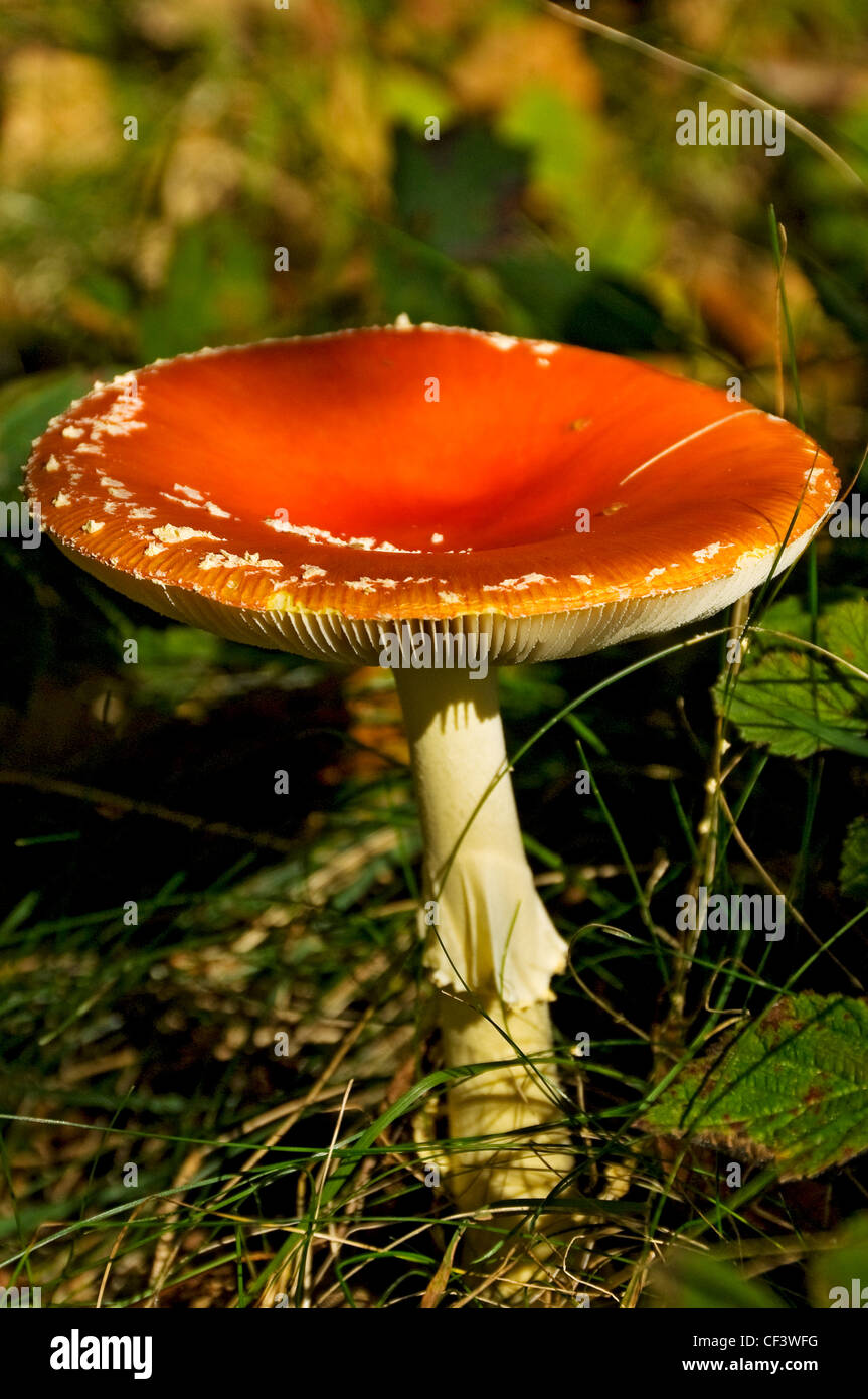 Close up of a fully opened fly agaric (amanita muscaria amanitaceae). Stock Photo