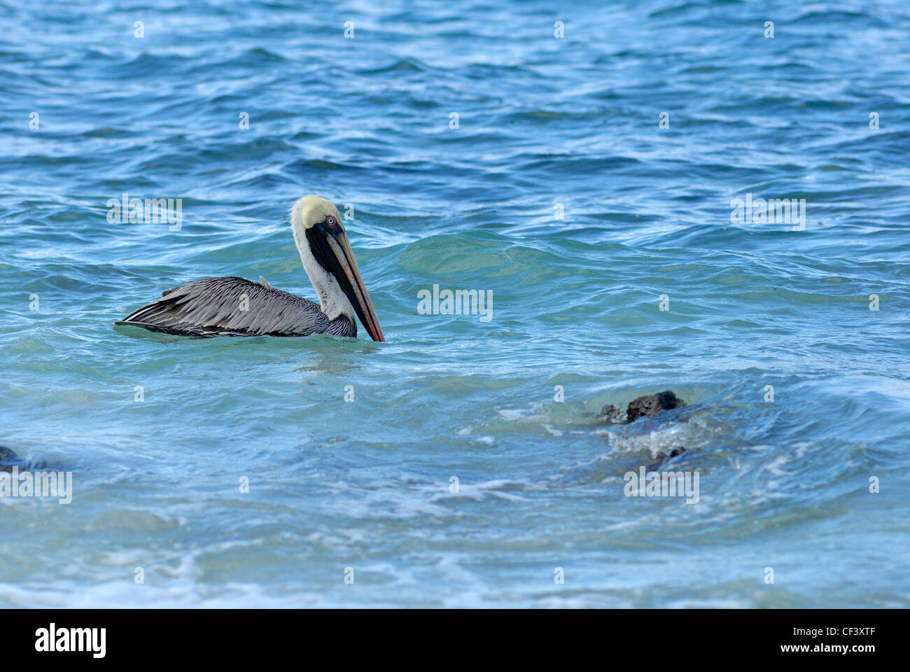 Brown Pelican - Pelecanus occidentalis - on water, Espanola Island, Galapagos Islands, Ecuador Stock Photo