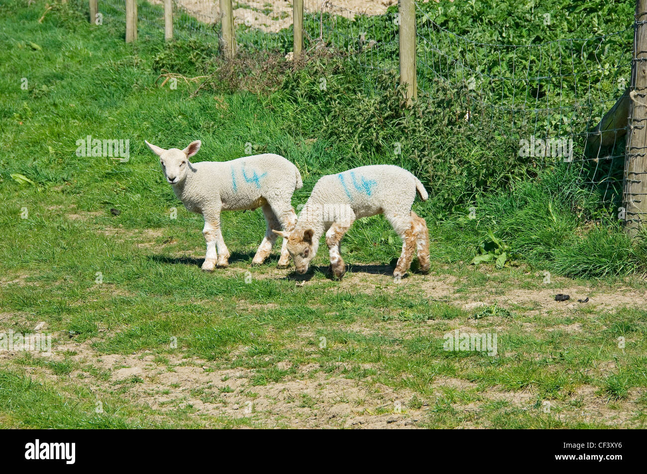Spring lambs in a field Stock Photo - Alamy
