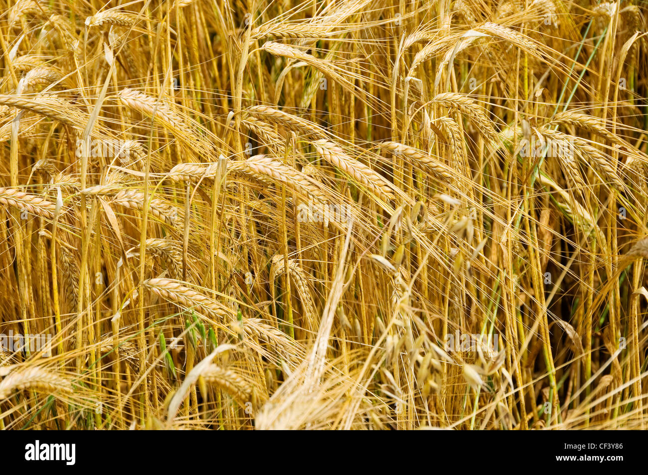 Barley Growing High Resolution Stock Photography and Images - Alamy