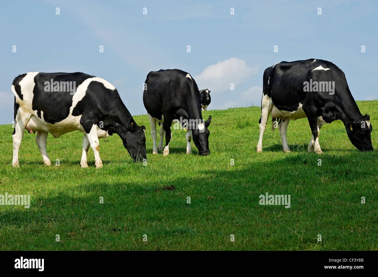 A herd of Friesian cattle grazing in field Stock Photo - Alamy