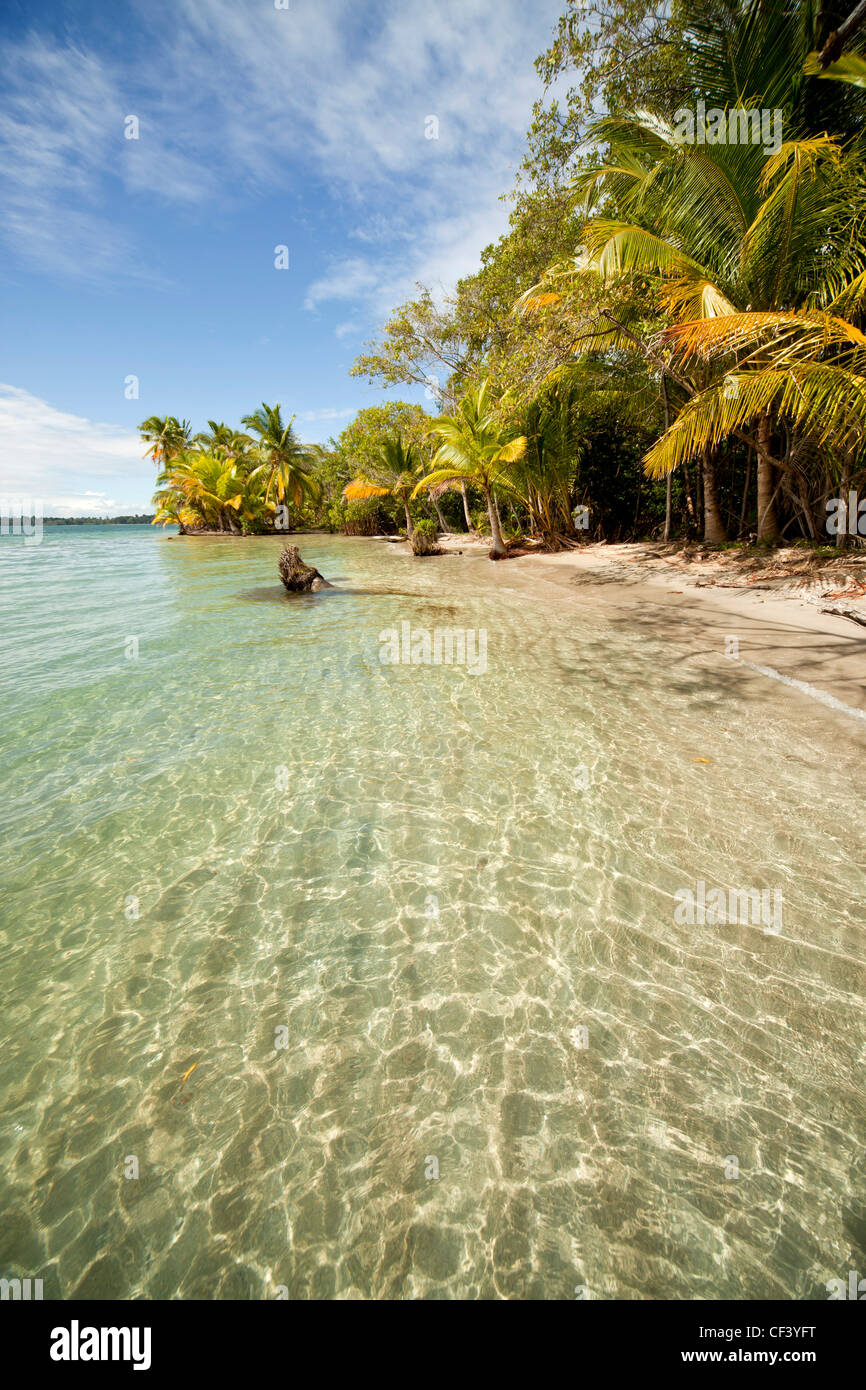 Coconut Palms (Cocos nucifera) on the beach in Boca del Drago on the island of Colon, Bocas del Toro, Panama, Central America Stock Photo