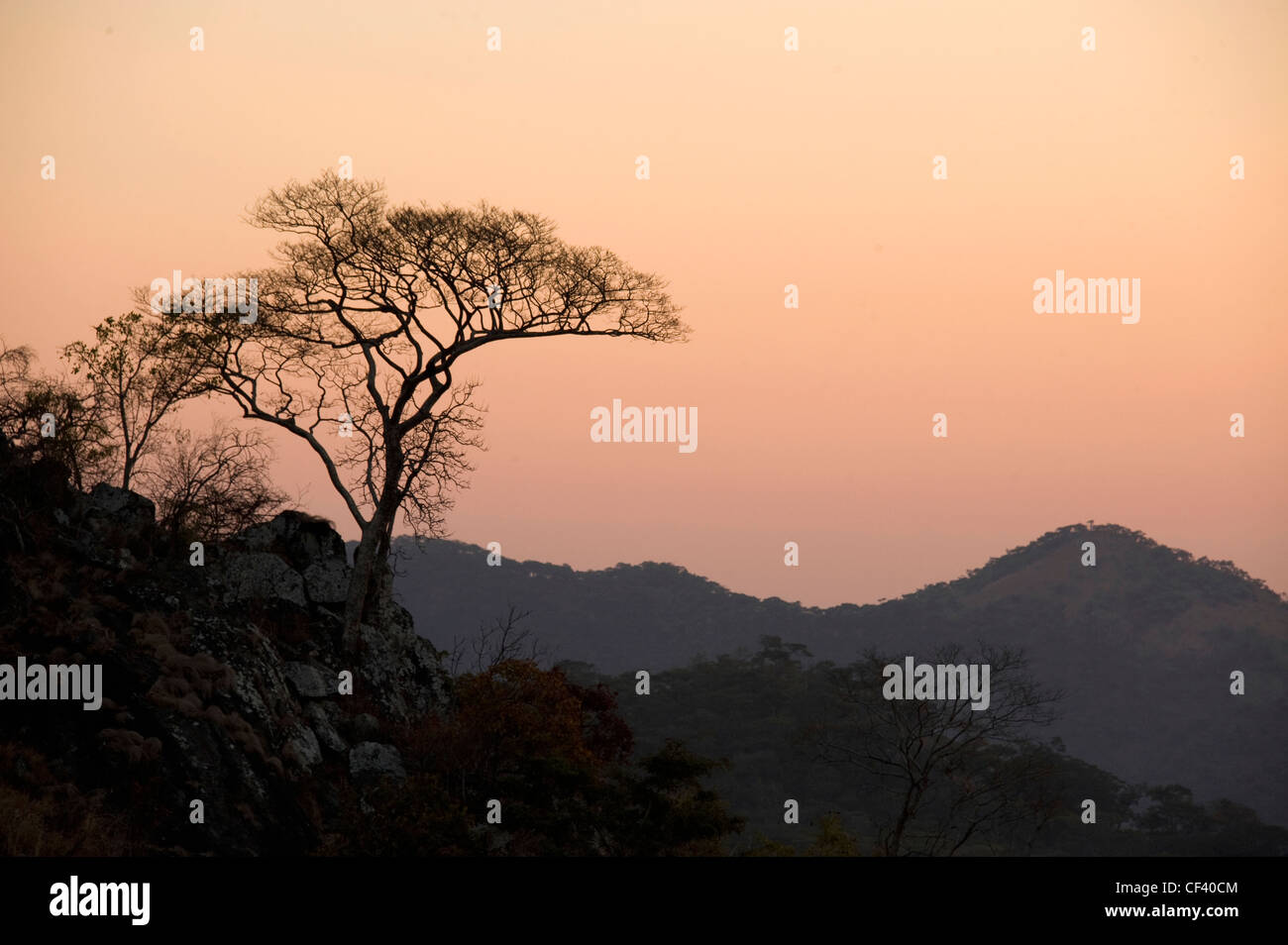 A mountain acacia is silhoutted against a pink african sunset Stock Photo