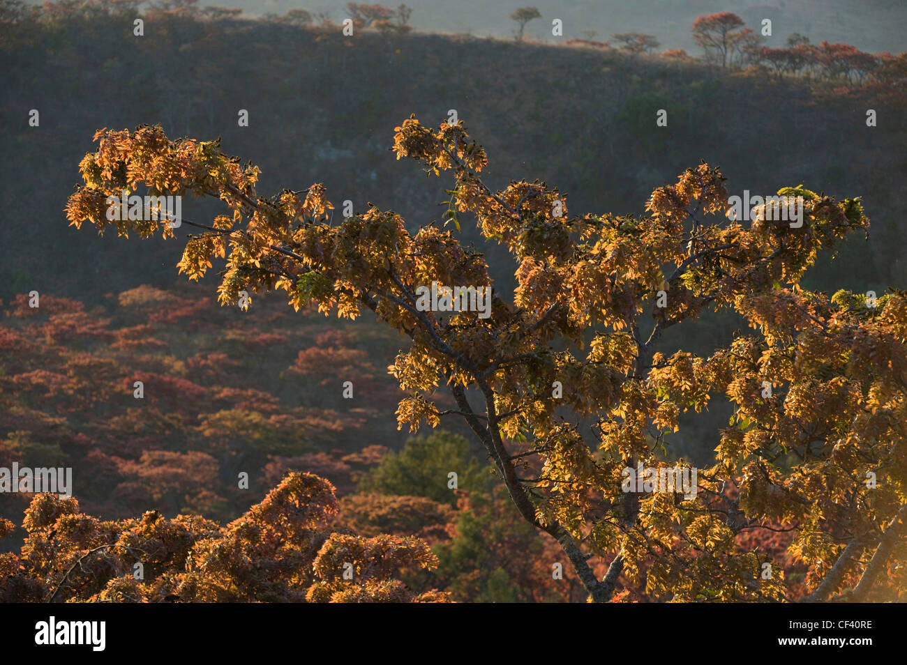 Flowering Msasa trees in Zimbabwe's eastern highlands Stock Photo