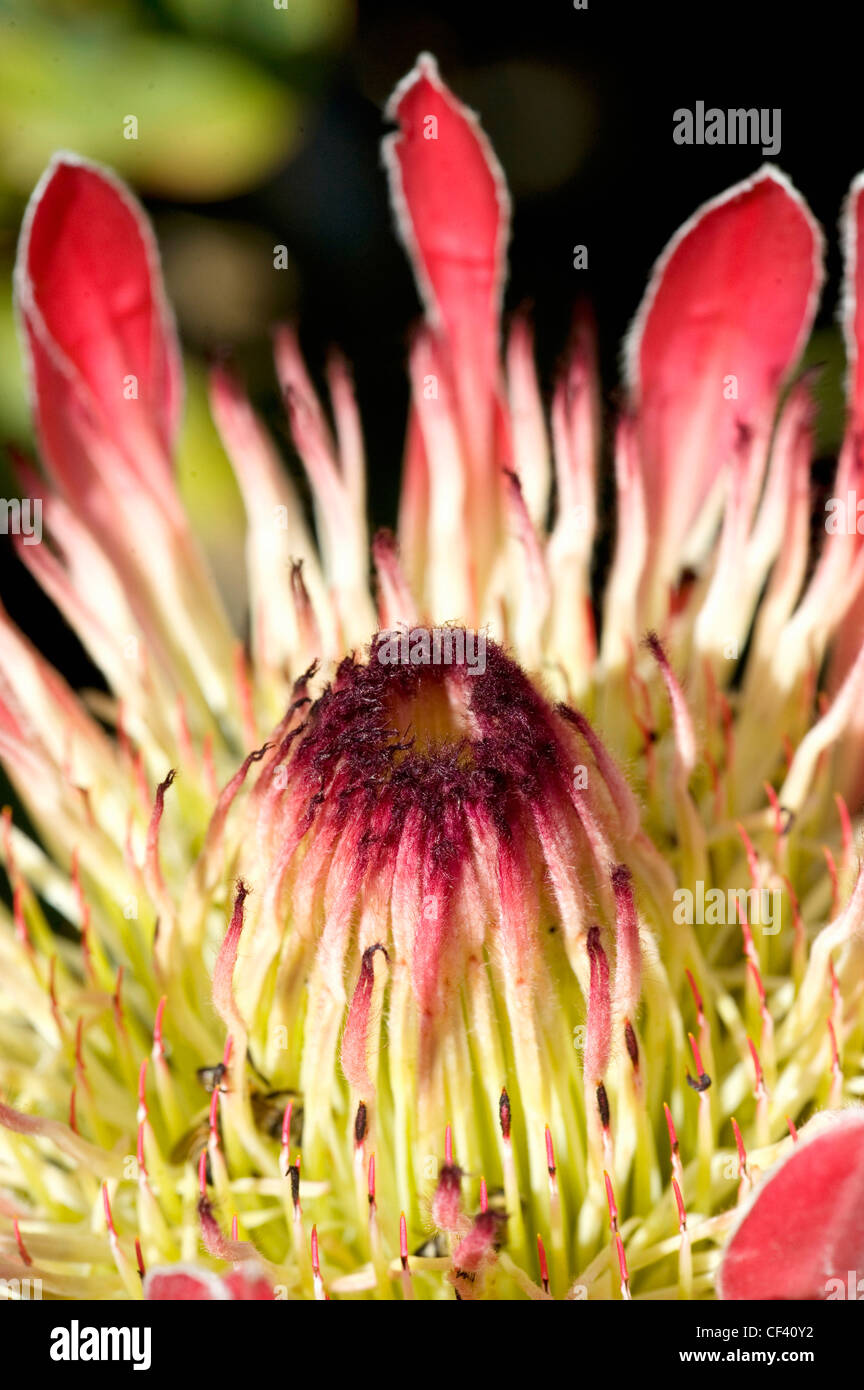 Macro shots of a Protea flower Queen Protea King Protea Stock Photo Alamy